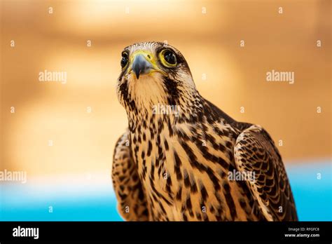 Birds Of Prey In Tenerife Hi Res Stock Photography And Images Alamy