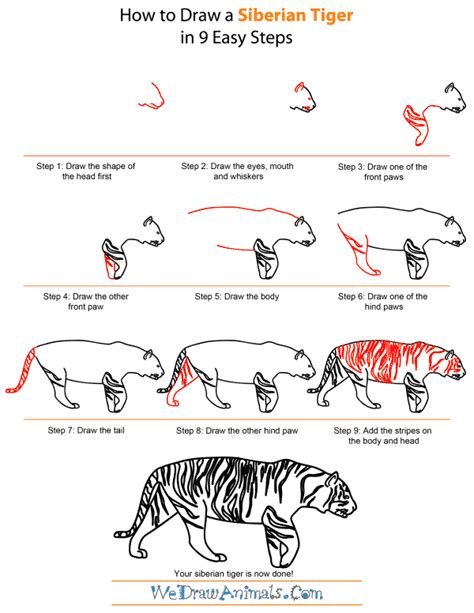 How To Draw A Tiger Cassie Stephens How To Draw A Tiger