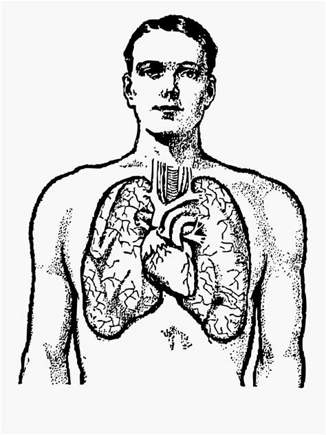 Clip Art Human Chest Clipart Lungs Black And White Free Transparent