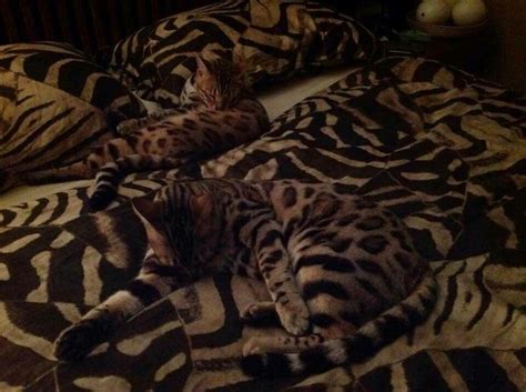 This is an essential part of creating a spacious master bedroom. Bengals fully complete the decor (With images) | African ...