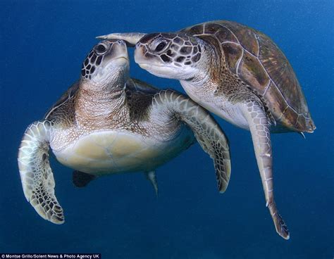 nesara republic now galactic news turtle love amazing underwater pictures show two playful
