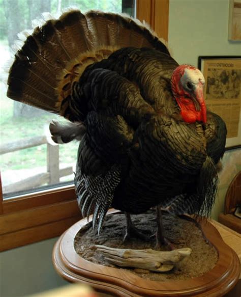 In the wonderfully bloodthirsty opening to dead birds, a gang of ruthless criminals hold up a bank, killing everyone inside and getting away with a fortune in confederate gold. Mac's Taxidermy, Mooseheads for Sale, Taxidermy for sale ...