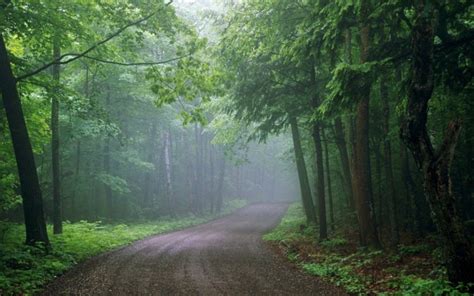 Landscape Nature Tree Forest Woods Road Path Wallpapers Hd