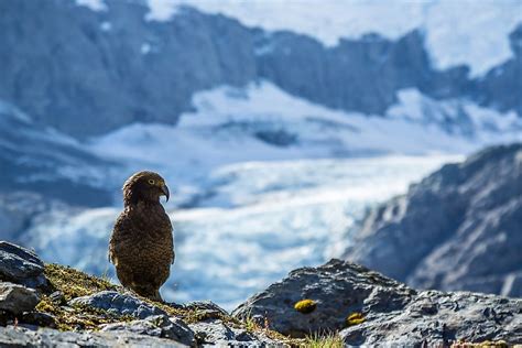 Animals That Live In The Tundra Worldatlas