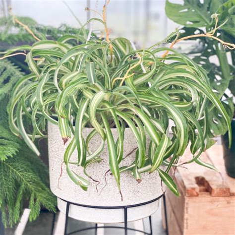 Have you let it dry out as your way of ascertaining it needs water? Easy Tropicals for First Time Plant Parents - Learn.Plant.Grow