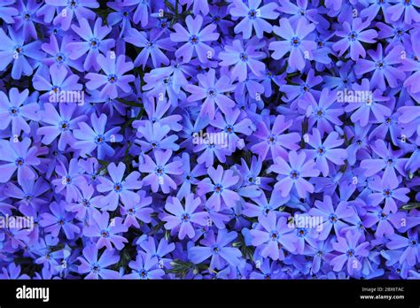 Brilliant Emerald Blue Carpet Of A Creeping Phlox In The Shade In A