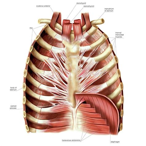 Muscles Of Anterior Thoracic Wall Photograph By Asklepios Medical Atlas Fine Art America