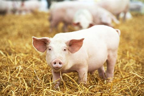 Science Based Solutions To Improving Pig Welfare Professor Sandra