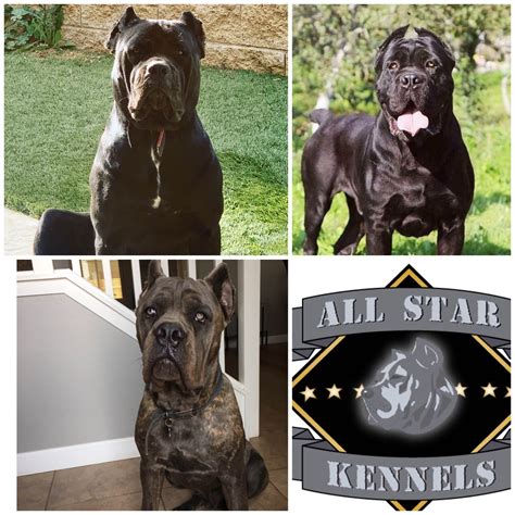 All Star Cane Corso - Puppies For Sale