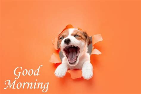 Good Morning Puppy Funny Pic Good Morning Pictures