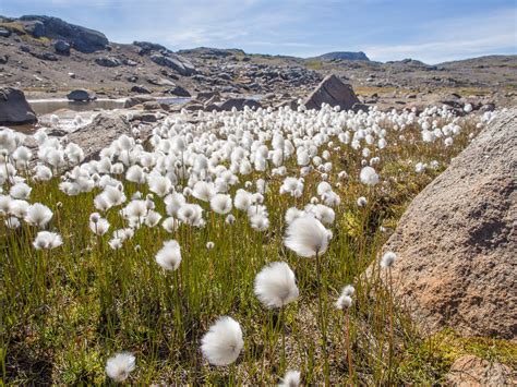 Best Time For Cottongrass Blooming In Greenland 2021 Roveme