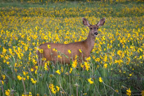 Deer In Flowers San Juan Mountains Colorado Mountain Photography