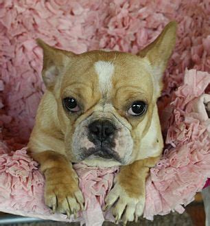 The french bulldog has the appearance of an active, intelligent, muscular dog of heavy bone, smooth coat, compactly built, and of medium or small structure. Pin by Tiffany Mohrmann Kvist on adopt me | French bulldog ...