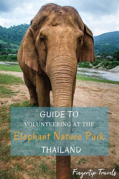 Guide To Volunteering At The Elephant Nature Park Chiang Mai Thailand