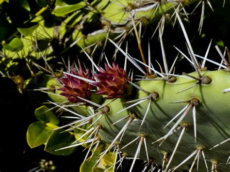 Prickly Pear Cactus Bloom Free Stock Photo Public Domain Pictures