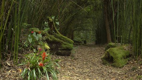 Experience A Cloud Forest On Hawaiis Big Island Rated 1 By Trip