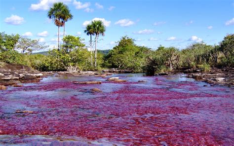 So, you will need to stay in la macarena. Caño Cristales HD Wallpaper | Background Image | 2560x1600 ...