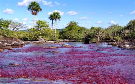 Caño cristales is a colombian river located in the serrania de la macarena province of meta, and is a tributary of the guayabero river. Caño Cristales HD Wallpaper | Background Image | 2560x1600 ...