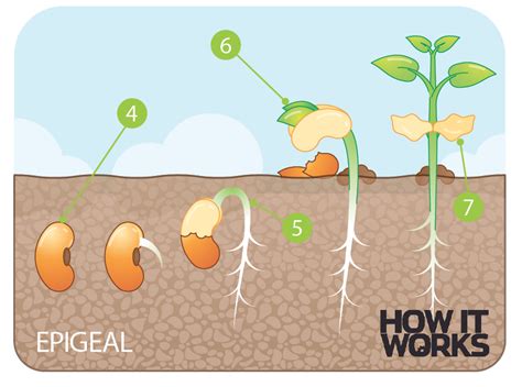Plant Biology How Do Seeds Grow How It Works