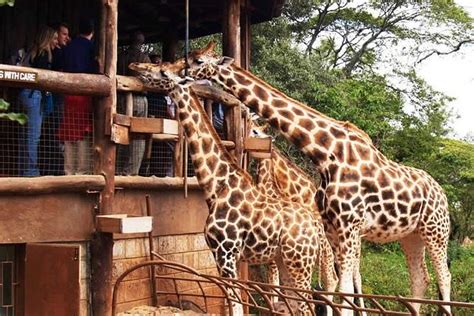 Giraffe Centre In Nairobi Nairobi Attractions Kenya Safari