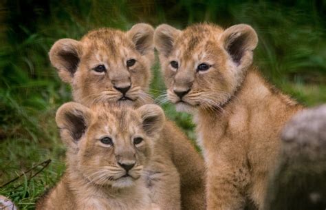 you need to see these lion cub triplets adorably bugging their mom