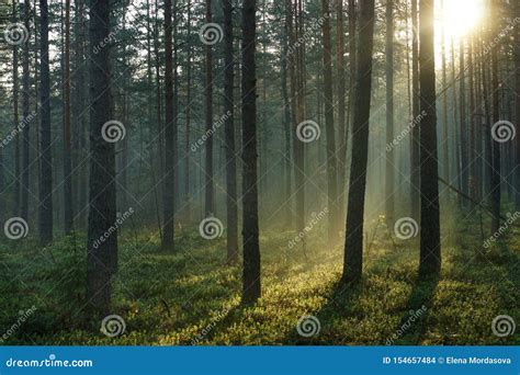 Landscape Of The Morning Pine Forest Illuminated By The Dawn Sun On