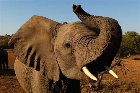 August 12 World Elephant Day 25 Wild Facts About Elephants