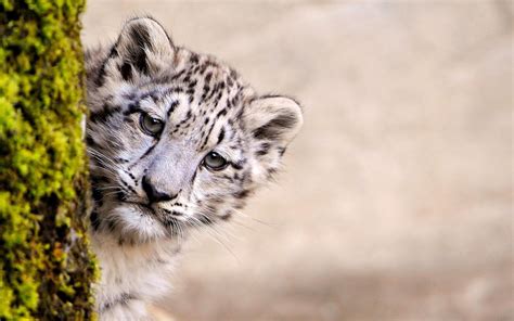 3840x2400 Snow Leopard Young 4k Hd 4k Wallpapers Images Backgrounds