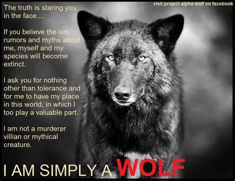 Love And Protect Our Wolves They Are More Amazing Than People