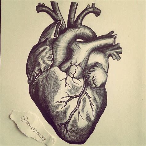 Resultado De Imagen Para Dibujo De Corazon A Lapiz De Humano Heart