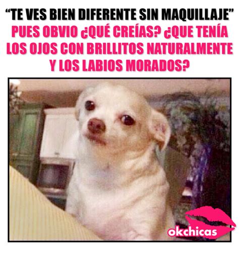 Memes De Perros Que Te Har N Llorar De La Risa