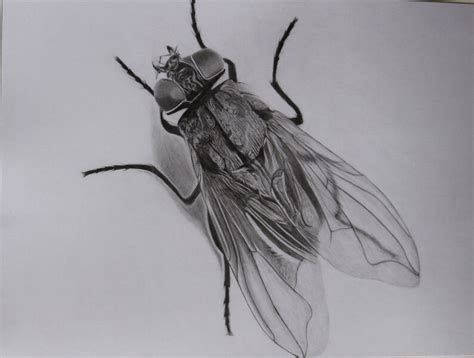 Original Pencil Drawing Fly Painting Miniature Art Blow Fly