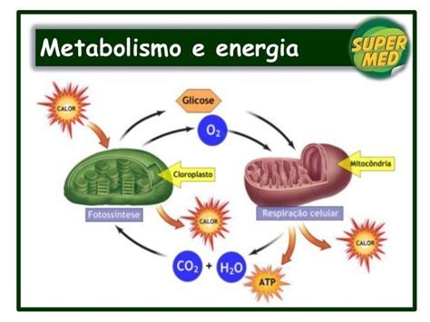 Metabolismo y energía Metabolismo celular Metabolismo Nombres propios y comunes