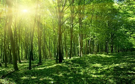 Sun Spring Green Forest Wallpapers Hd Wallpapers Id 17832