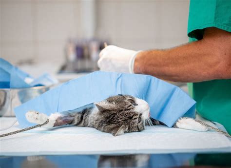 What Are The Possible Complications Of Neutering A Cat Pethelpful