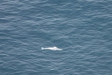 Two Marine Mammal Specialists Conduct Kodiaks First Whale Survey Of