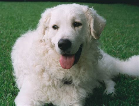 Kuvasz Dog Breed Information Puppies And Pictures