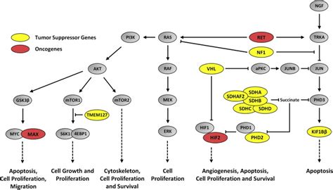 The Genetic Basis Of Pheochromocytoma And Paraganglioma Implications