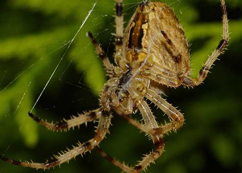 Free Picture Brown Spider Insect Wildlife Animal Spiderweb Nature