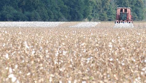 Reports Show Area Cotton Crop Among States Best The Selma Times