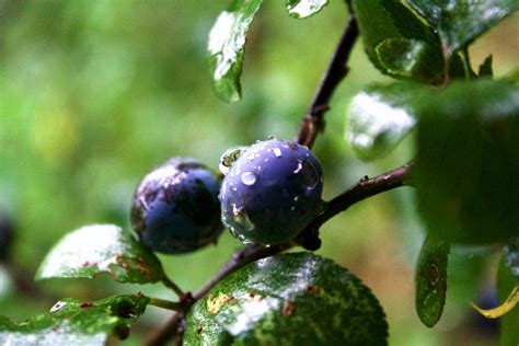 How To Forage And Make Sloe Gin Readers Digest