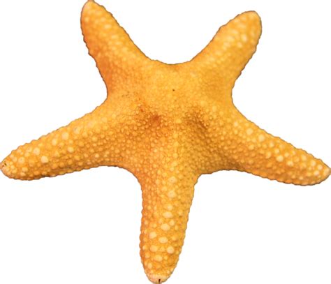 Starfish Png Transparent Images Png All
