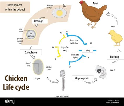 Vector Illustration Of Chicken Life Cycle Stock Vector Art 15892 Hot