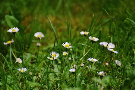 Daisy Meadow Garden Free Photo On Pixabay Pixabay