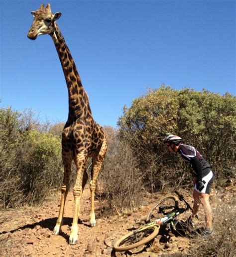 Angry Giraffe Attacks Tourists Bike In S Africa Cn