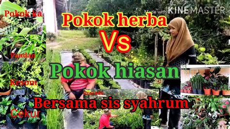 Resdung, punca, kesan serta keberkesanan herba tradisi via ivmist.com. Pokok herba vs pokok hiasan - khazanah negara tidak ...