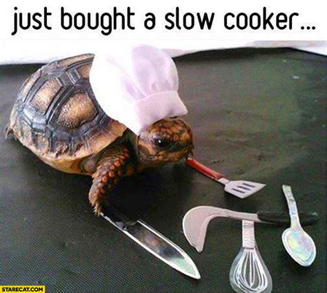 Slow Cooker Turtle Meme