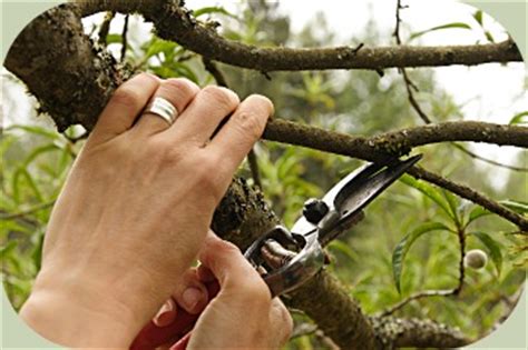 Summer pruning is a vague term and simply refers to the time of year pruning is performed (when trees have foliage) and does not describe the type of pruning cuts. Fruit Tree Pruning Instructions
