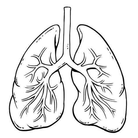 Oxygen Lungs Colouring Pages Sketch Coloring Page