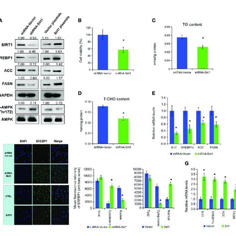 Sirt1 Promotes The Expression Of Srebp1 Via Activating Ampk The Download Scientific Diagram